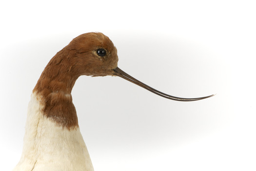 Red Necked Avocat standing on a wooden platform facing forward with a paper tag tied around left leg.
