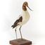 Red Necked Avocat standing on a wooden platform facing forward with a paper tag tied around left leg.