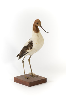 Red Necked Avocat standing on a wooden platform facing forward with a paper tag tied around left leg.