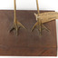 Red Necked Avocat standing on a wooden platform facing forward with a paper tag tied around left leg.