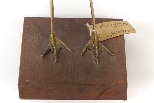 Red Necked Avocat standing on a wooden platform facing forward with a paper tag tied around left leg.