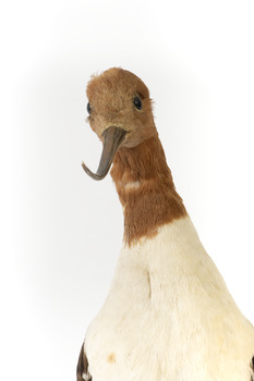 Red Necked Avocat standing on a wooden platform facing forward with a paper tag tied around left leg.