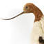 Red Necked Avocat standing on a wooden platform facing forward with a paper tag tied around left leg.
