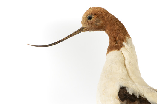 Red Necked Avocat standing on a wooden platform facing forward with a paper tag tied around left leg.