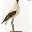 Red Necked Avocat standing on a wooden platform facing forward with a paper tag tied around left leg.