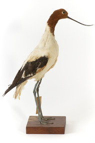 Red Necked Avocat standing on a wooden platform facing forward with a paper tag tied around left leg.