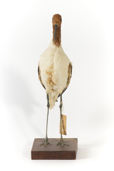 Red Necked Avocat standing on a wooden platform facing forward with a paper tag tied around left leg.