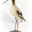 Red Necked Avocat standing on a wooden platform facing forward with a paper tag tied around left leg.
