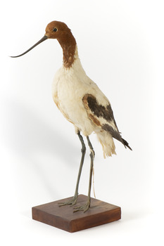 Red Necked Avocat standing on a wooden platform facing forward with a paper tag tied around left leg.