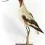 Red Necked Avocat standing on a wooden platform facing forward with a paper tag tied around left leg.