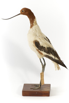 Red Necked Avocat standing on a wooden platform facing forward with a paper tag tied around left leg.