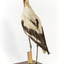 Red Necked Avocat standing on a wooden platform facing forward with a paper tag tied around left leg.