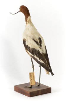 Red Necked Avocat standing on a wooden platform facing forward with a paper tag tied around left leg.