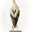 Red Necked Avocat standing on a wooden platform facing forward with a paper tag tied around left leg.