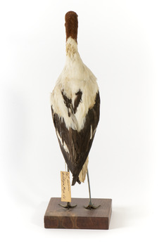 Red Necked Avocat standing on a wooden platform facing forward with a paper tag tied around left leg.