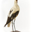 Red Necked Avocat standing on a wooden platform facing forward with a paper tag tied around left leg.