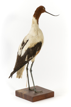 Red Necked Avocat standing on a wooden platform facing forward with a paper tag tied around left leg.