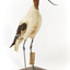 Red Necked Avocat standing on a wooden platform facing forward with a paper tag tied around left leg.