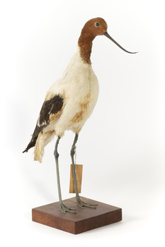 Red Necked Avocat standing on a wooden platform facing forward with a paper tag tied around left leg.