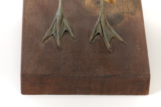 Red Necked Avocat standing on a wooden platform facing forward with a paper tag tied around left leg.