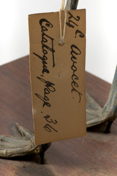  Close-up of the paper tag tied around the Red Necked Avocat's left leg.