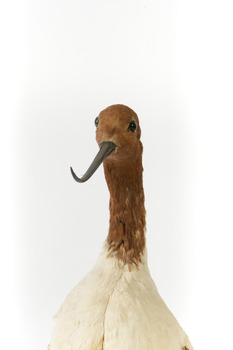 Red Necked Avocat standing on a wooden platform facing forward with a paper tag tied around left leg.