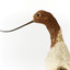 Red Necked Avocat standing on a wooden platform facing forward with a paper tag tied around left leg.