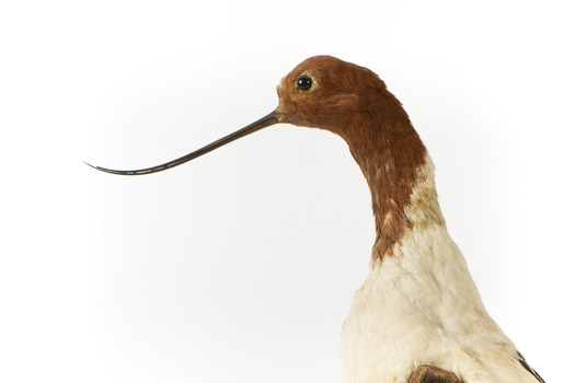 Red Necked Avocat standing on a wooden platform facing forward with a paper tag tied around left leg.