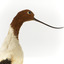 Red Necked Avocat standing on a wooden platform facing forward with a paper tag tied around left leg.