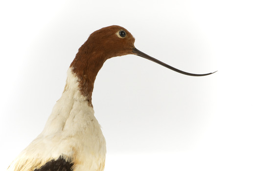 Red Necked Avocat standing on a wooden platform facing forward with a paper tag tied around left leg.