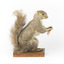 Squirrel standing on a wooden platform and holding a small pinecone with a paper tag tied to one arm.