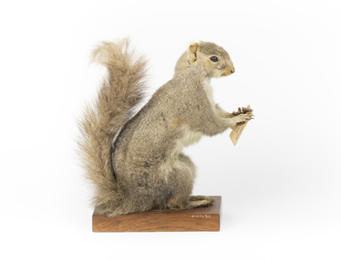 Squirrel standing on a wooden platform and holding a small pinecone with a paper tag tied to one arm.
