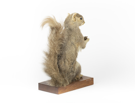 Squirrel standing on a wooden platform and holding a small pinecone with a paper tag tied to one arm.
