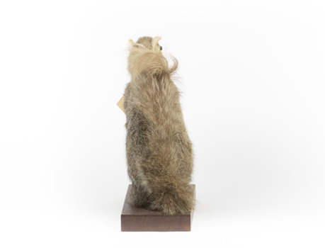 Squirrel standing on a wooden platform and holding a small pinecone with a paper tag tied to one arm.