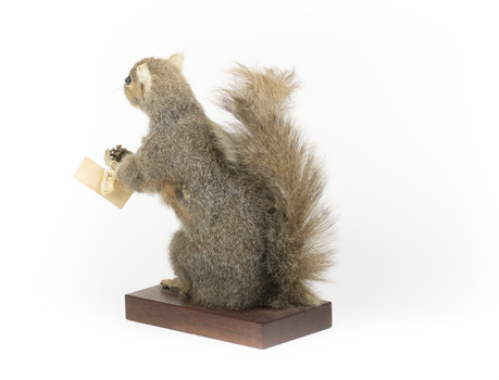 Squirrel standing on a wooden platform and holding a small pinecone with a paper tag tied to one arm.