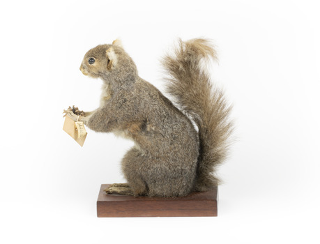 Squirrel standing on a wooden platform and holding a small pinecone with a paper tag tied to one arm.