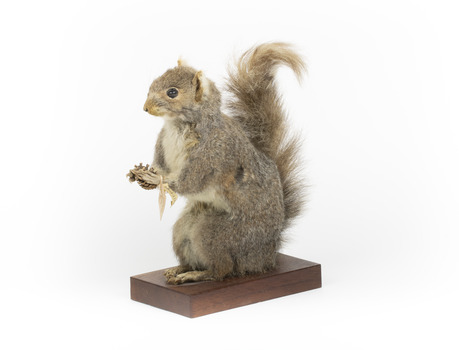 Squirrel standing on a wooden platform and holding a small pinecone with a paper tag tied to one arm.