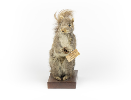Squirrel standing on a wooden platform and holding a small pinecone with a paper tag tied to one arm.