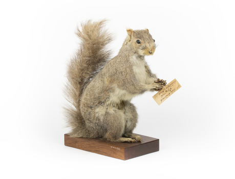 Squirrel standing on a wooden platform and holding a small pinecone with a paper tag tied to one arm.