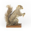 Squirrel standing on a wooden platform and holding a small pinecone with a paper tag tied to one arm.