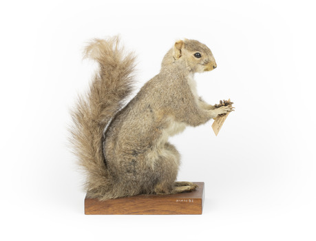 Squirrel standing on a wooden platform and holding a small pinecone with a paper tag tied to one arm.
