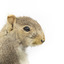 Squirrel standing on a wooden platform and holding a small pinecone with a paper tag tied to one arm.