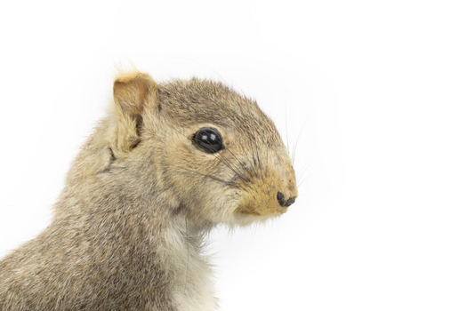Squirrel standing on a wooden platform and holding a small pinecone with a paper tag tied to one arm.