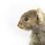 Squirrel standing on a wooden platform and holding a small pinecone with a paper tag tied to one arm.