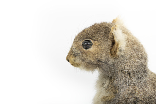 Squirrel standing on a wooden platform and holding a small pinecone with a paper tag tied to one arm.