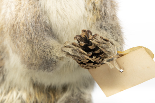 Squirrel standing on a wooden platform and holding a small pinecone with a paper tag tied to one arm.