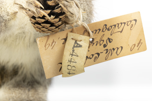 Squirrel standing on a wooden platform and holding a small pinecone with a paper tag tied to one arm.