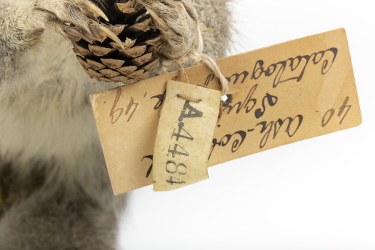 Squirrel standing on a wooden platform and holding a small pinecone with a paper tag tied to one arm.