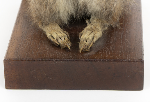 Squirrel standing on a wooden platform and holding a small pinecone with a paper tag tied to one arm.