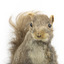 Squirrel standing on a wooden platform and holding a small pinecone with a paper tag tied to one arm.